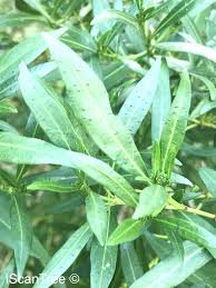 Image result for Pavetta sp. E