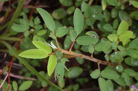 Image result for Grona barbata