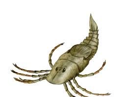 Image result for Megaloprotachne