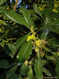 Image result for Myricaceae