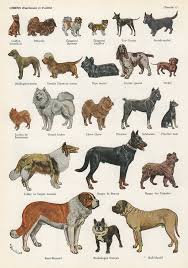 Dog French Plate Dog Breeds Dog Breeds List Dog Drawing