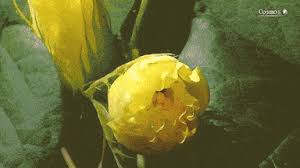 You will stop all bloom if you let the flowers go to seed. Blooming Gifs Primo Gif Latest Animated Gifs