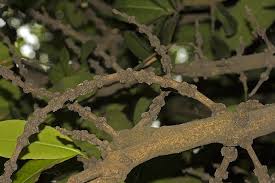 Image result for Garcinia livingstonei