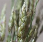 Image result for Eriochloa fatmensis