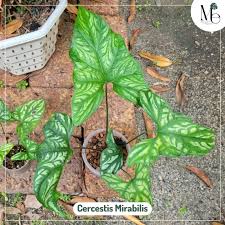 Image result for Cercestis