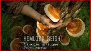 Image result for Ganoderma tsugae