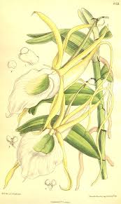 Image result for Angraecum infundibulare