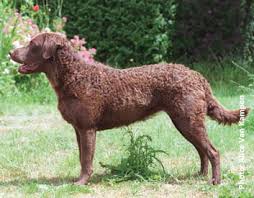 How many dogs of any breed do you see carrying the basket for their owner at lowe's? Canadian Dogs Chesapeake Bay Retriever Puppies Breeders Canada