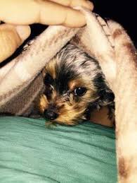 How old is your puppy? Yorkie Puppy Care Yorkshire Terrier Information Center