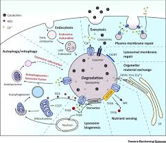 Discoveries in plant cells since the 1970s started to challenge this definition. Lysosomal Ion Channels As Decoders Of Cellular Signals Trends In Biochemical Sciences
