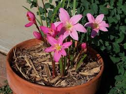 Growing Rain Lilies How To Care For Rain Lily Plants Lily Plants Lily Plant Care Rain Lily