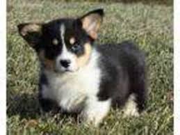 3 470 tykkäystä · 4 puhuu tästä · 2 oli täällä. View Ad Pembroke Welsh Corgi Puppy For Sale Near Iowa Saint Anthony Usa Adn 04777829578