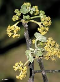 Image result for Gyrocarpus
