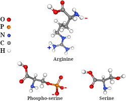 Image result for Protamine