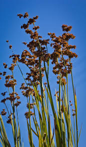 Image result for Eriospermum seineri