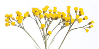 Image result for Helichrysum buchananii