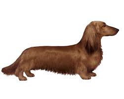 Dachshunds have a wide color variety. Miniature Longhaired Dachshund Facts Wisdom Panel Dog Breeds