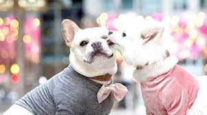 Check spelling or type a new query. Fantastis 16 Gambar Lucu Daging Anjing Koleksi Gambar Lucu