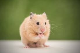 Was Essen Hamster Supreme Petfoods