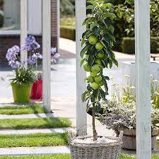 Hardy flowering trees choosing flowering trees for zone 6. 12 Columnar Trees You Must Grow Epic Gardening