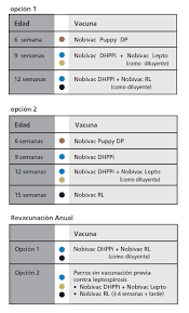 Los términos calendario de vacunación (españa y argentina), cartilla de vacunación (méxico) y esquema de inmunizaciones (venezuela), entre otros, sirven para hacer referencia al cuadro en el que se registran las vacunas aplicadas a niños y a adultos. Nobivac Dhppi Msd Salud Animal Argentina