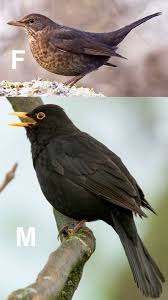 Black Bird With Black Beak Uk Blackbird Seen In The Garden And A Male Feeding With The Redwings 3rd Feb 2015 Rspb The Males Live Up To Their Name But Confusingly Females Are Brown Merel