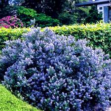We did not find results for: 1 X Ceanothus Yankee Point California Lilac Evergreen Shrub Hardy Plant In Pot Ebay