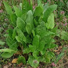 Image result for Rumex lanceolatus