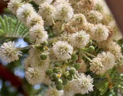 Image result for Acacia montigena