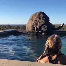Curious Elephants Stop By And Take A Drink From The Pool Animals Funny Animals African Elephant