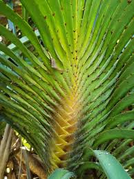 Image result for Pandanaceae
