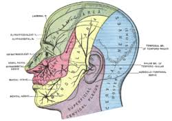 Cervical Plexus Wikipedia