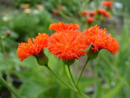 Image result for Emilia coccinea