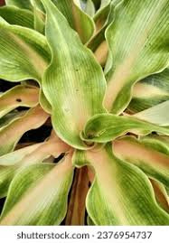 Image result for Chlorophytum perfoliatum