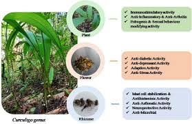 Image result for Curculigo pilosa