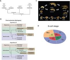 The genome of the crustacean Parhyale hawaiensis: a model for animal  development, regeneration, immunity and lignocellulose digestion