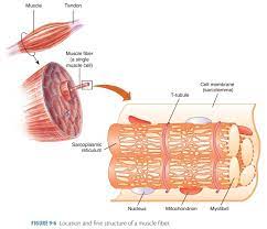 Sarcoplasmic Reticulum And Transverse Tubules Muscle Tissue