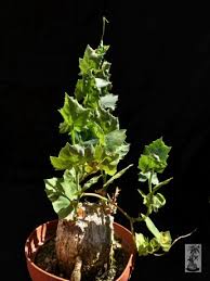 Image result for Coccinia sessilifolia