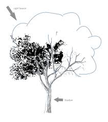Maybe you would like to learn more about one of these? Realistic Easy Leaves Realistic Easy Tree Drawing Novocom Top