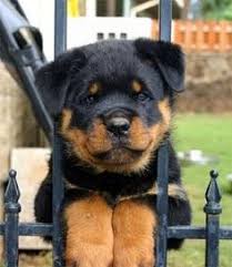 We have a litter born june. 41 German Rottweiler Puppies Ideas Rottweiler Puppies Rottweiler Puppies