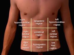 At the level of the pelvic bones, the abdomen. Pin On Anatomy