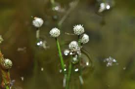 Image result for Eriocaulon setaceum