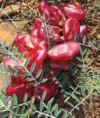 Image result for Lessertia macrostachya