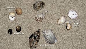 These creatures evolved from simpler organisms like jellyfish. Facts About Shells Ecomare Texel