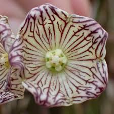 Image result for Cynanchum gerrardii