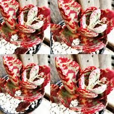 Image result for Kalanchoe humilis