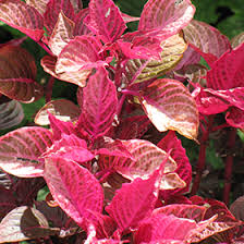 Image result for Iresine lindenii