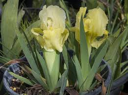 Image result for Blepharis reekmansii