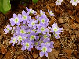16 comma 2, non destinato ad uso medico. Hepatica Nobilis Piccole Stelle Italian Botanical Trips