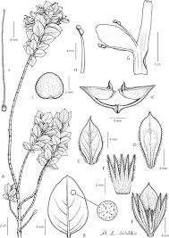 Image result for Dicliptera carvalhoi